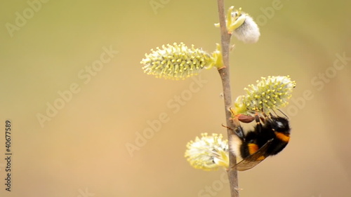 the bee collects nectar from flowers