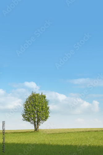 Green field and tree under blue sky