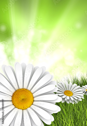 Nature background - daisies on green background