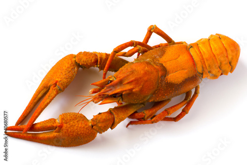 lobster