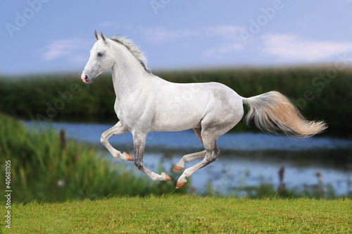 white horse on summer field