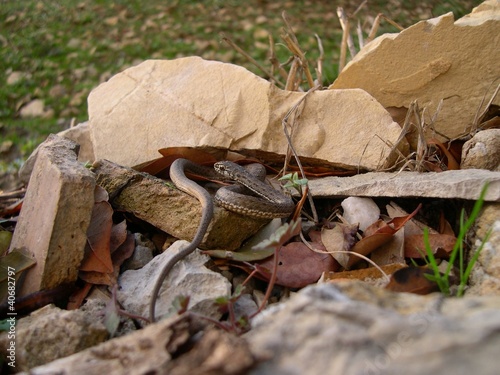 couleuvre photo