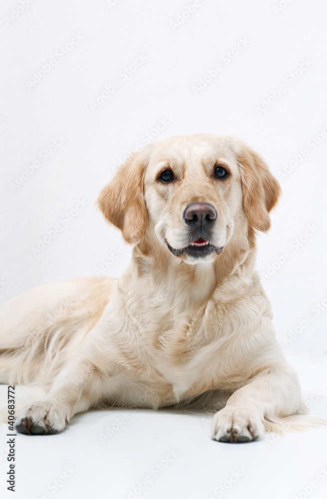 Golden Retriever Golden Retriever