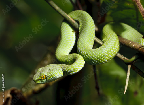 Fotografia Green snake in rain forest