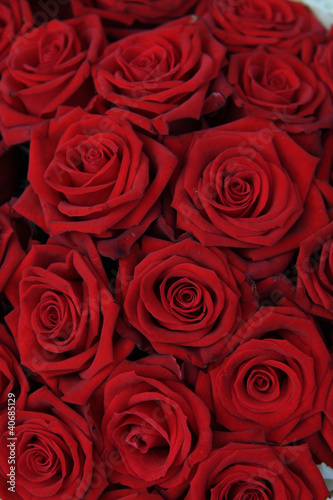 Group of red roses
