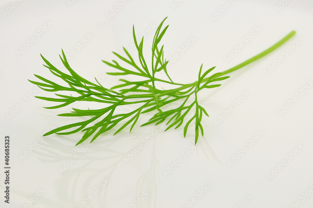 Fototapeta premium Dill