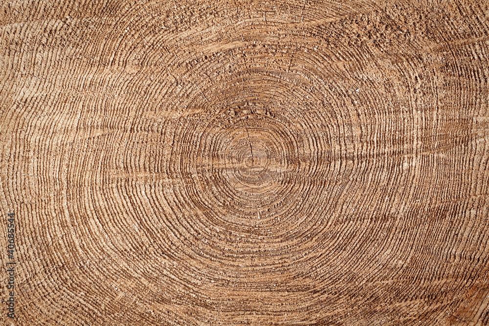 Naklejka premium Tree stump texture