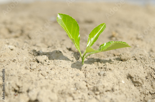 Green Sprout on Dry Soil