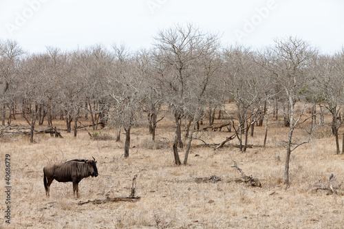 Wildebeest in a grey landscape