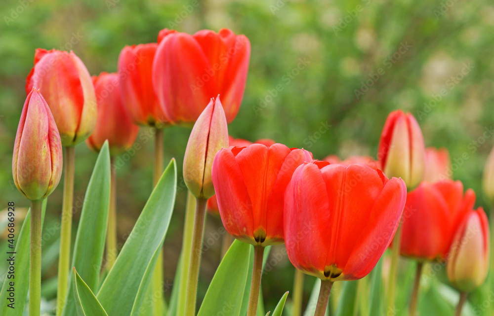 red tulips