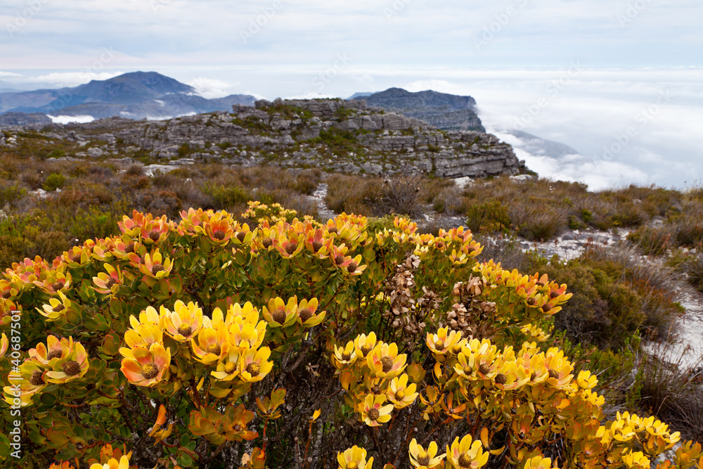 Fototapeta premium Protea flowers growing on the rocks