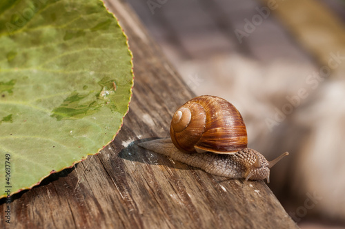 snail crawling on a wooden board.