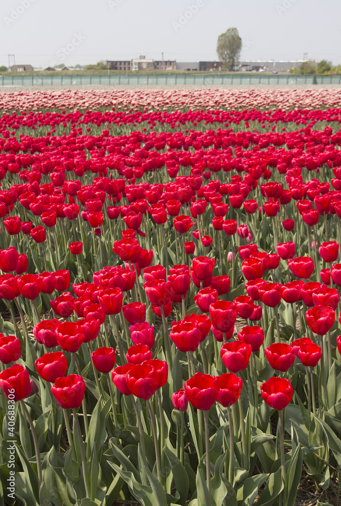 Flowers in Holland