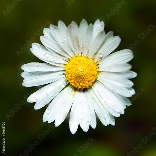 Daisy flower closeup