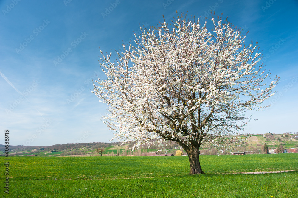 Blossoming tree