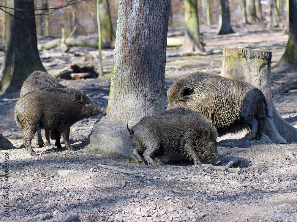 Wildschweinfamilie scheuert sich am Baum Wildschweinfamilie scheuert sich am Baum