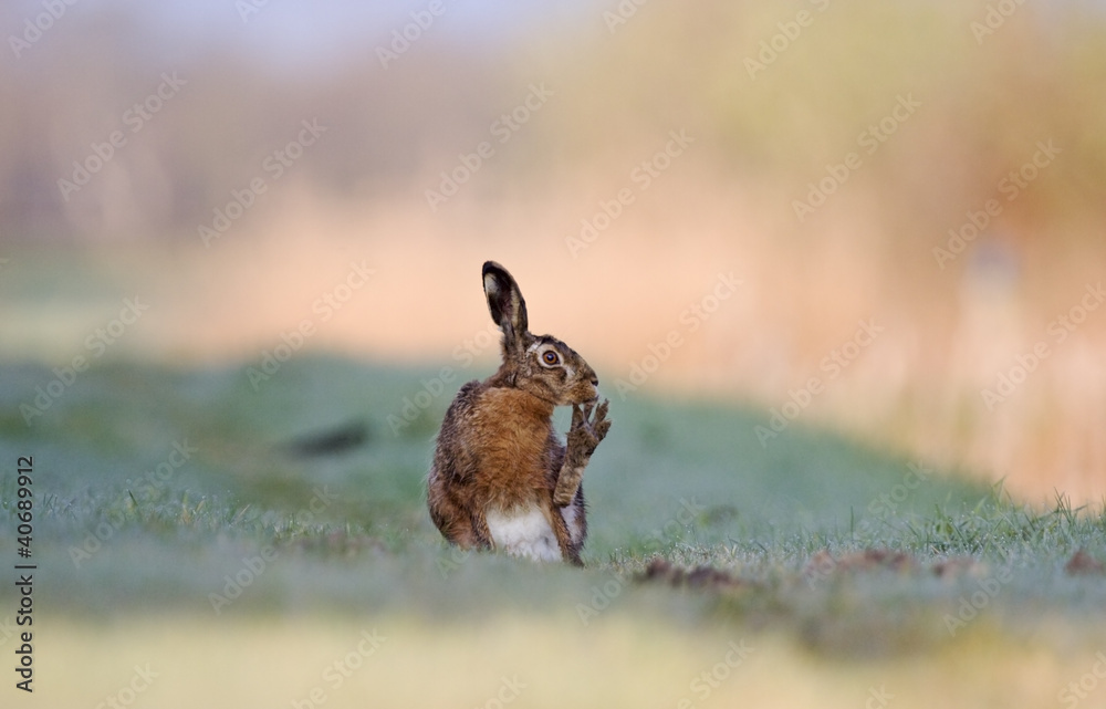 Hare, cleaning it's toes Hare, cleaning it's toes
