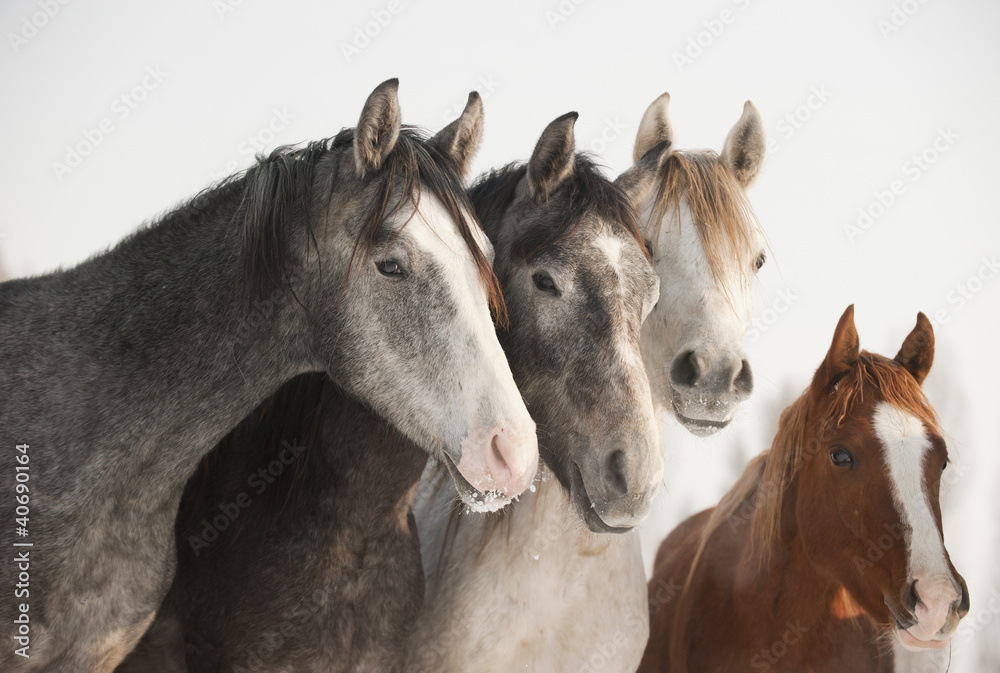 Shagya colts Shagya colts