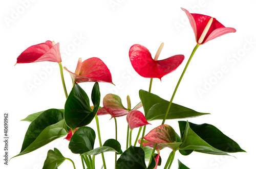 Beautiful Anthedesia anthurium