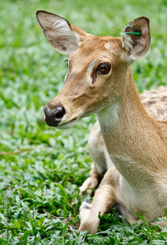 Gazelle portrait