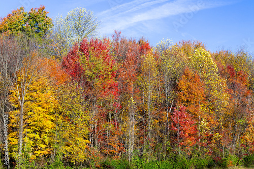 A group of tall trees displays vivid fall foliage color. 