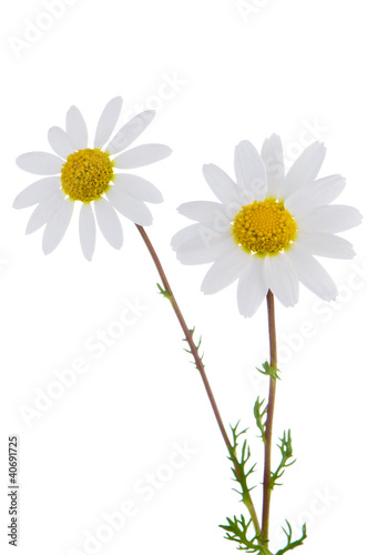 Wallpaper Mural Daisy flowers Torontodigital.ca