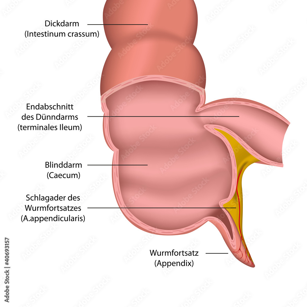 appendix medical vector illustration Stock Vector Adobe Stock