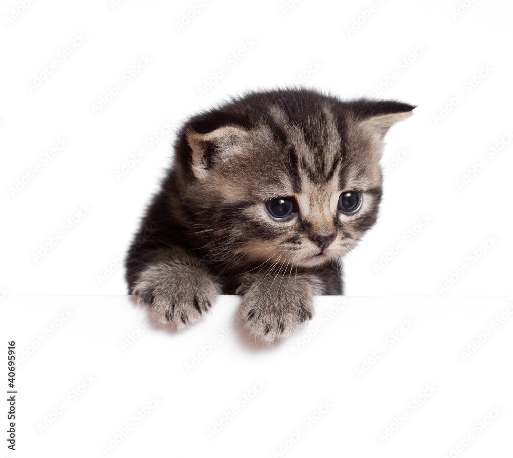 Scottish british baby kitten behind banner isolated on white Scottish british baby kitten behind banner isolated on white