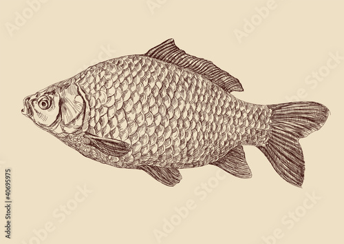 carp fish vintage drawing vector illustration isolated