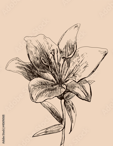 Fototapeta Naklejka Na Ścianę i Meble -  illustration lily