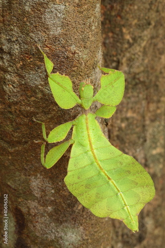 Insect leaf.