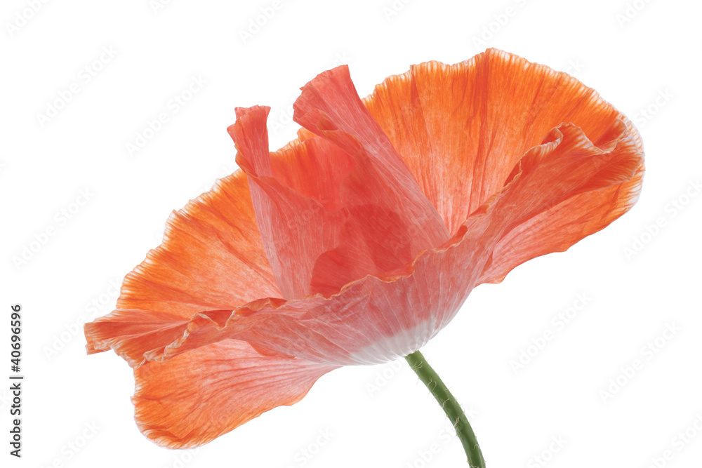 Fototapeta premium poppy