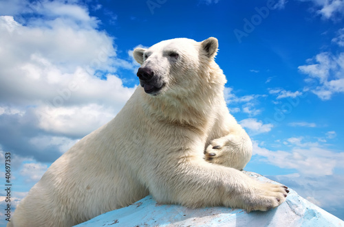 polar bear against sky