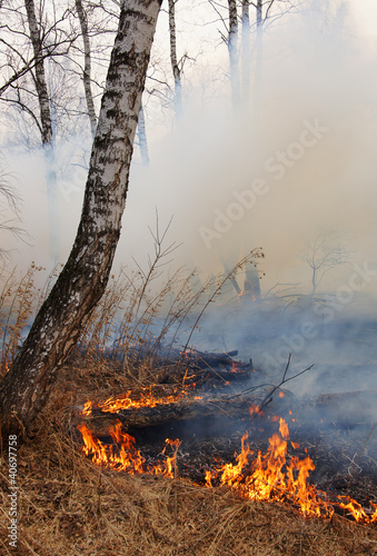 Burning dry grass in a forest