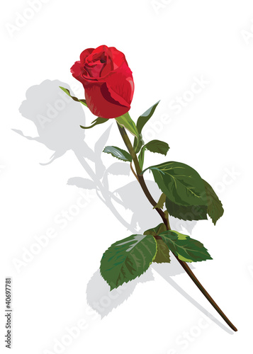 Beautiful red rose on a white background