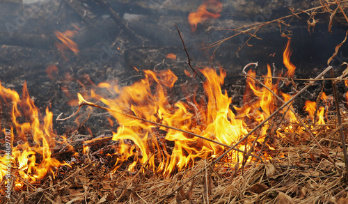 Burning dry grass in a forest