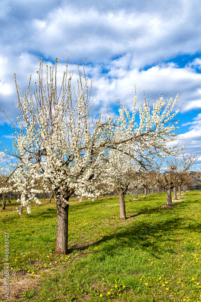 Kirschblüte in Wiesbaden-Frauenstein/Deutschland Kirschblüte in Wiesbaden-Frauenstein/Deutschland