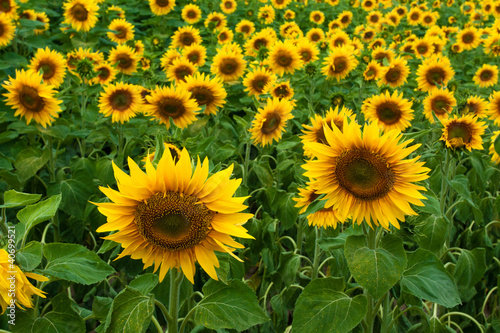 Sunflower field