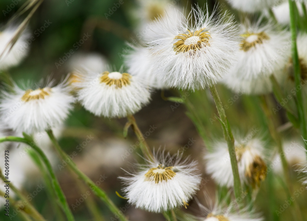 Obraz premium dandelion field close up