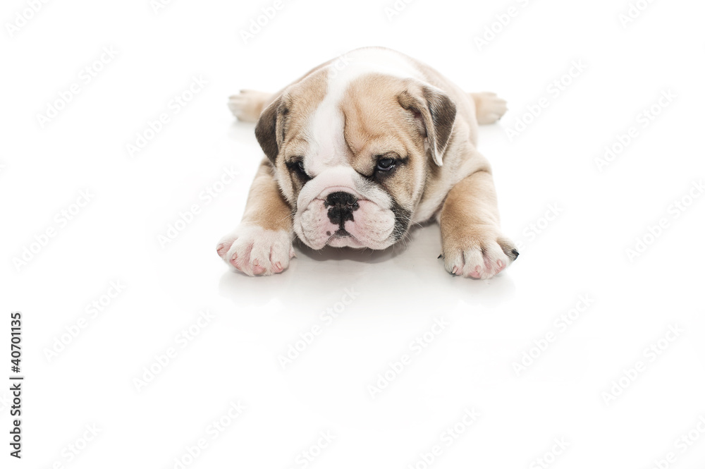 English bulldog puppy isolated English bulldog puppy isolated