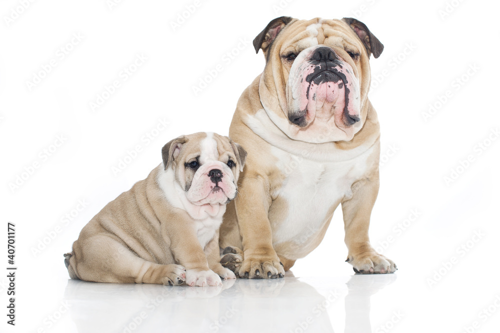 English bulldog puppy with adult bulldog isolated