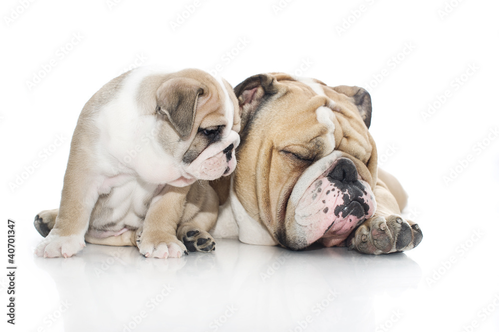 English bulldog puppy and adult bulldog isolated