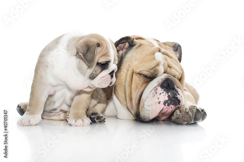 English bulldog puppy and adult bulldog isolated © Tatiana Katsai