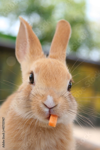 かわいいウサギ　クローズアップ