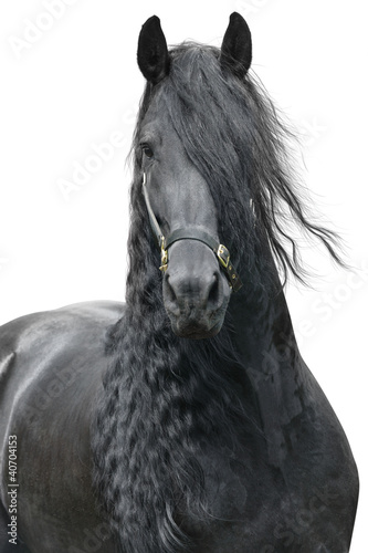 Friesian stallion on a white background #40704153
