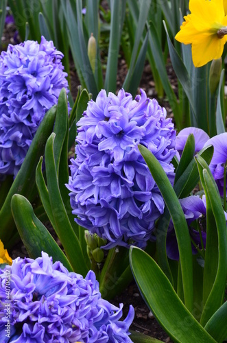 Osterglocken und Hyazinthen im Garten