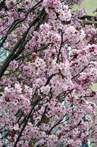Wallpaper Mural Blüten Torontodigital.ca