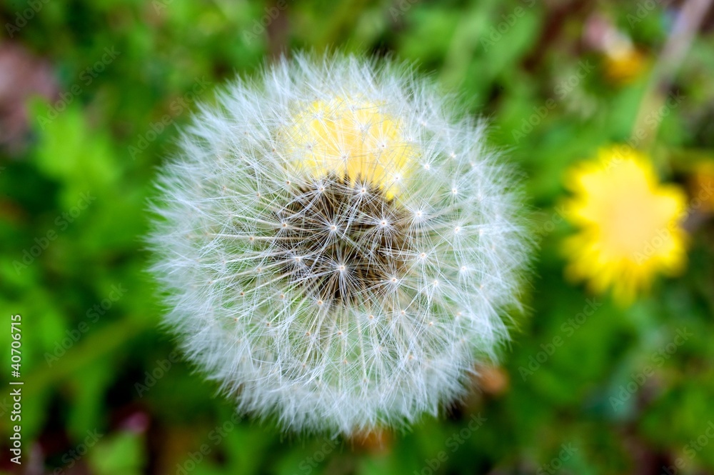Fototapeta premium タンポポの綿毛
