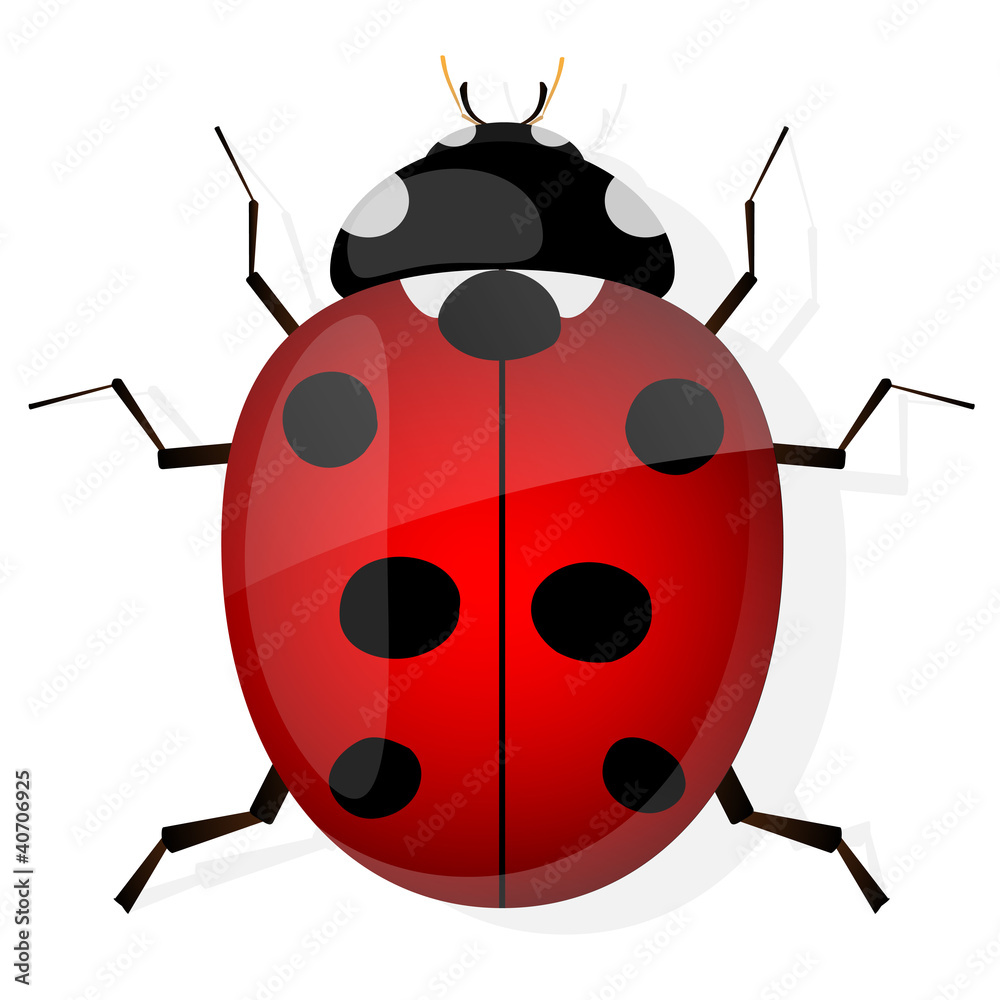 Ladybird. Vector illustration.