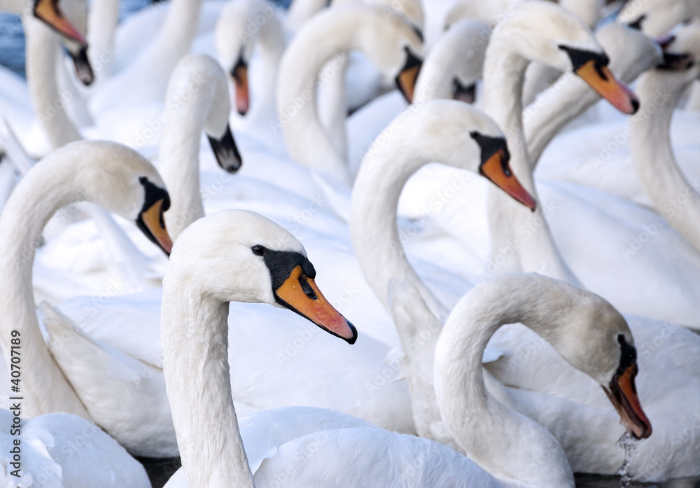 Obraz premium A flock of swans
